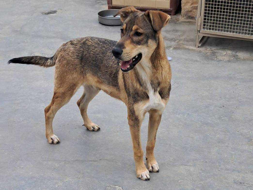 Adotta un cane, maschio, 11 mesi, Biella