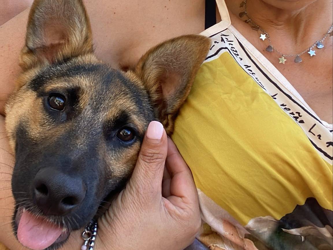 Adotta un cane, taglia piccola, maschio, Avellino