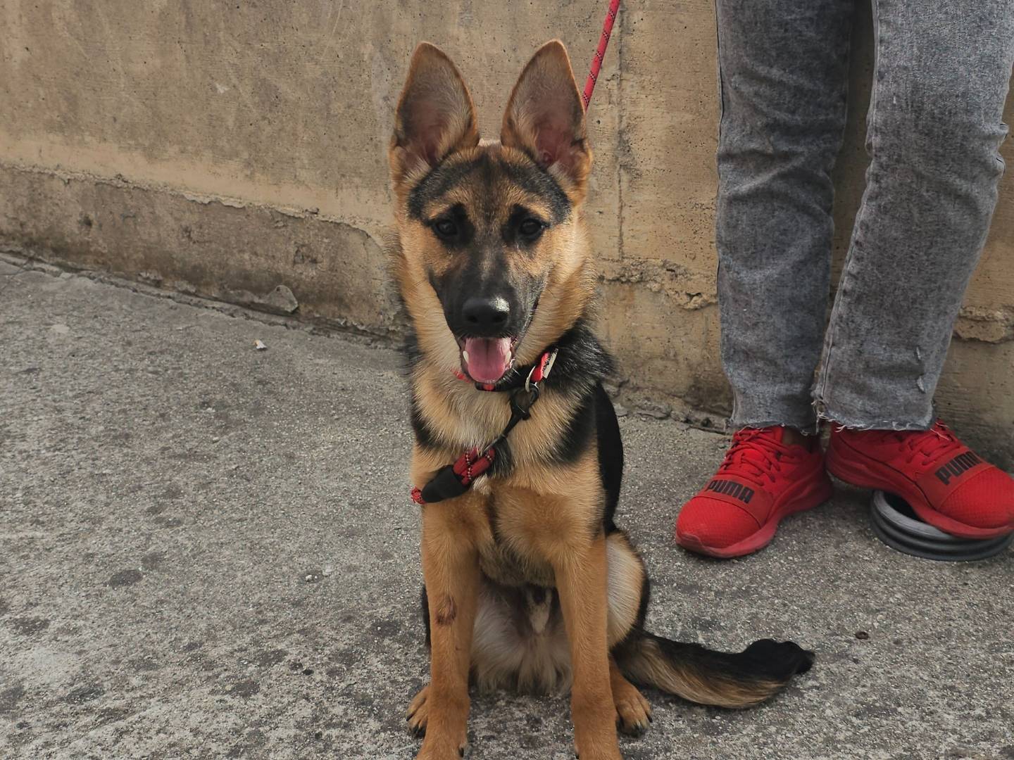 Adozione cane, maschio, Pastore Belga Malinois Razza sconosciuta, 10 mesi, taglia piccola, Avellino