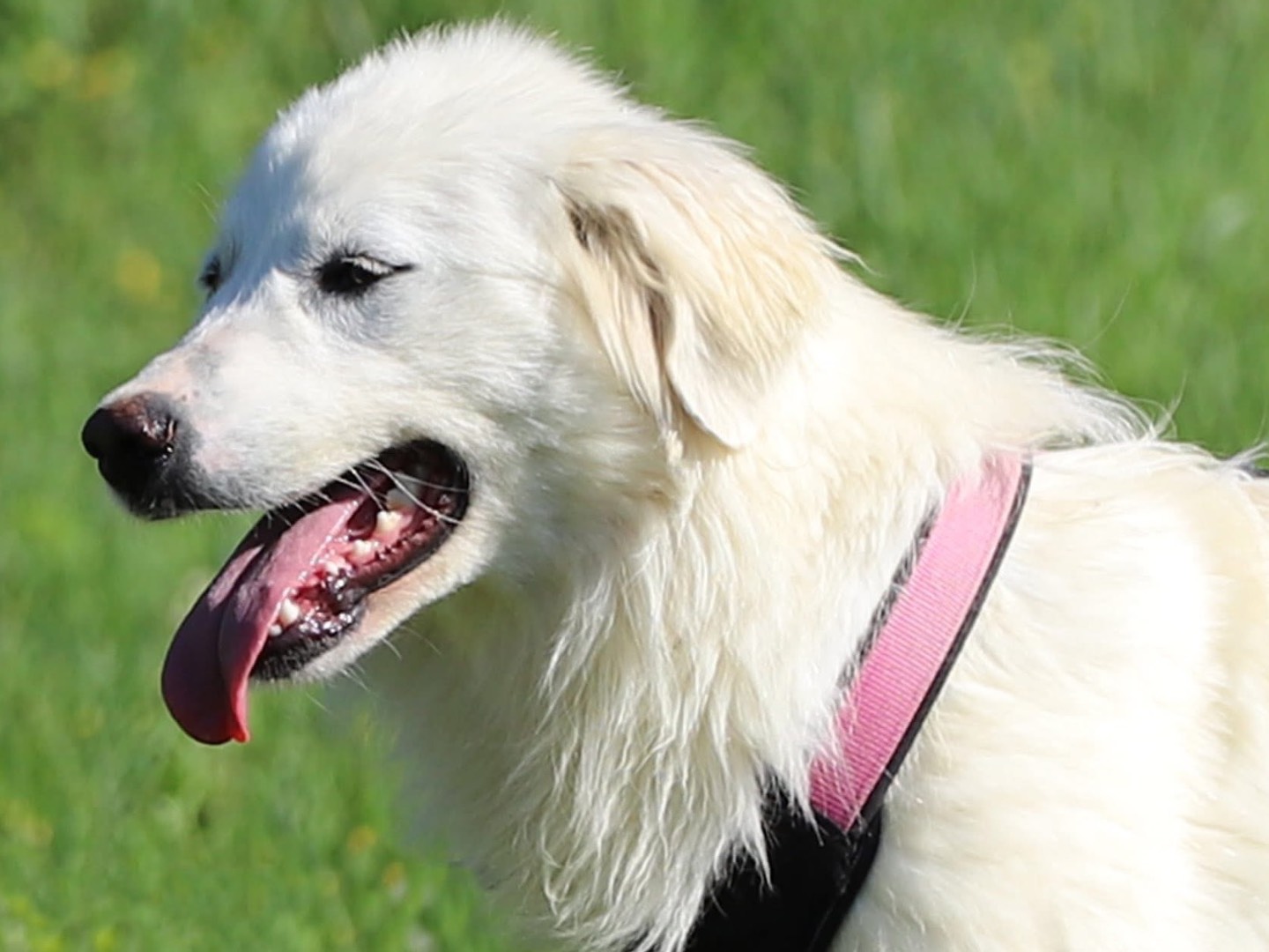 Vuoi adottare un cane a Bari?
