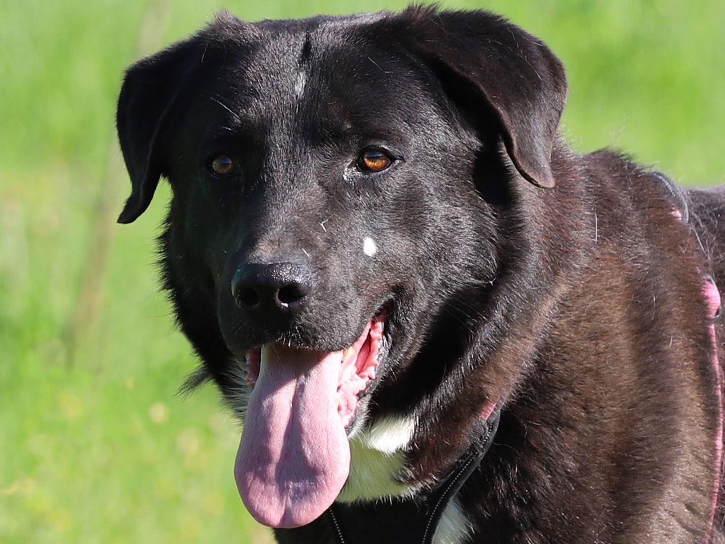 Adozione cane, maschio, Razza sconosciuta Razza sconosciuta, 4 anni e 1 mese, taglia grande, Bari