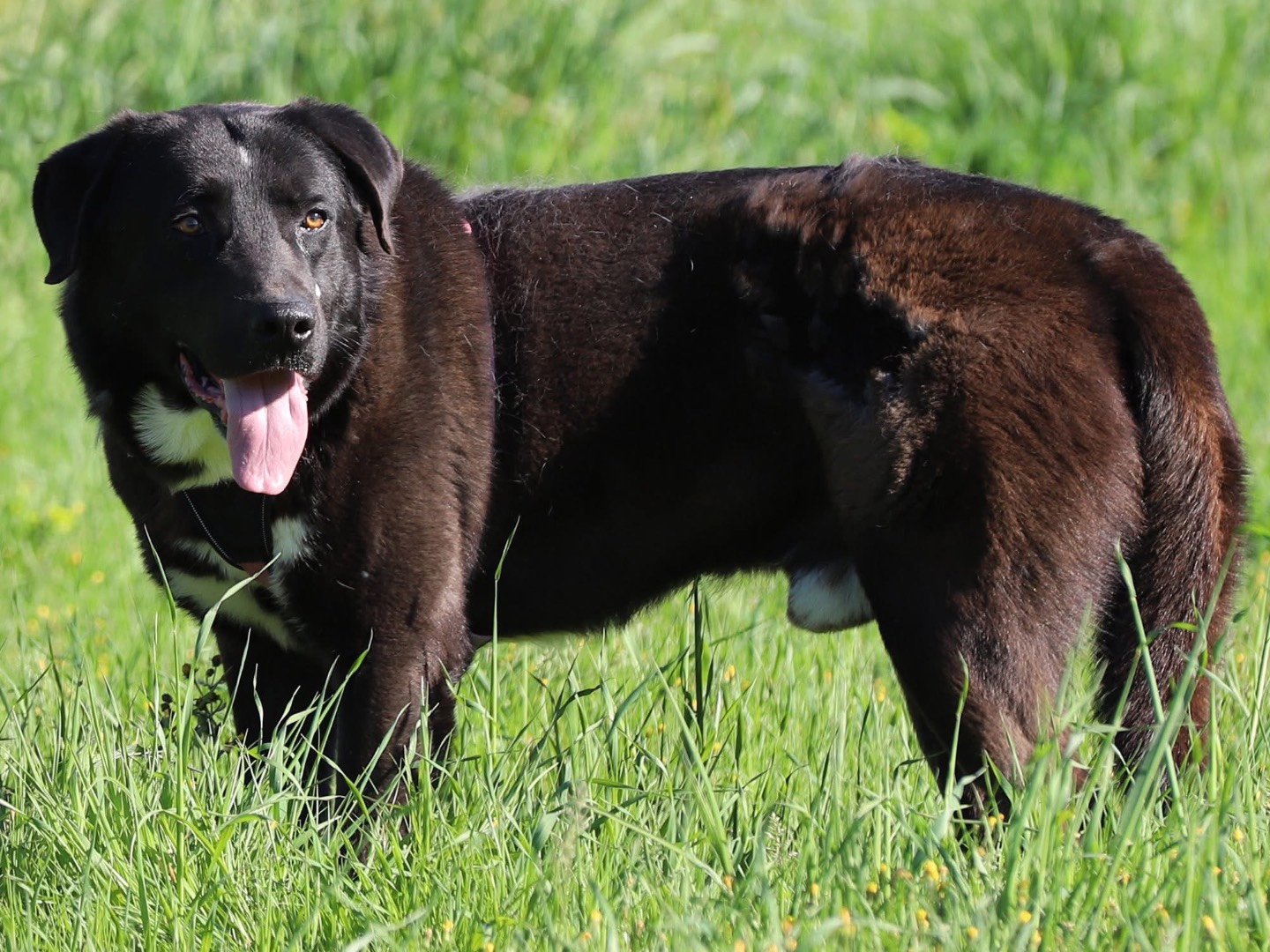 Adotta un cane, maschio, 4 anni e 1 mese, Bari
