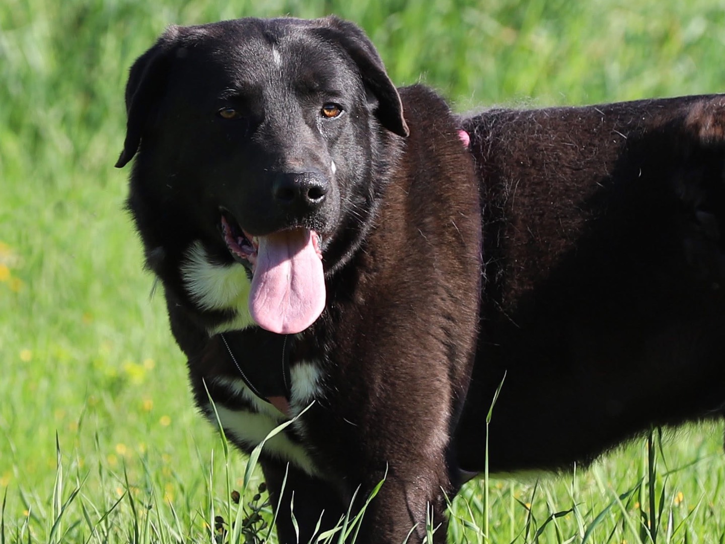 Adotta un cane, taglia grande, maschio, Bari