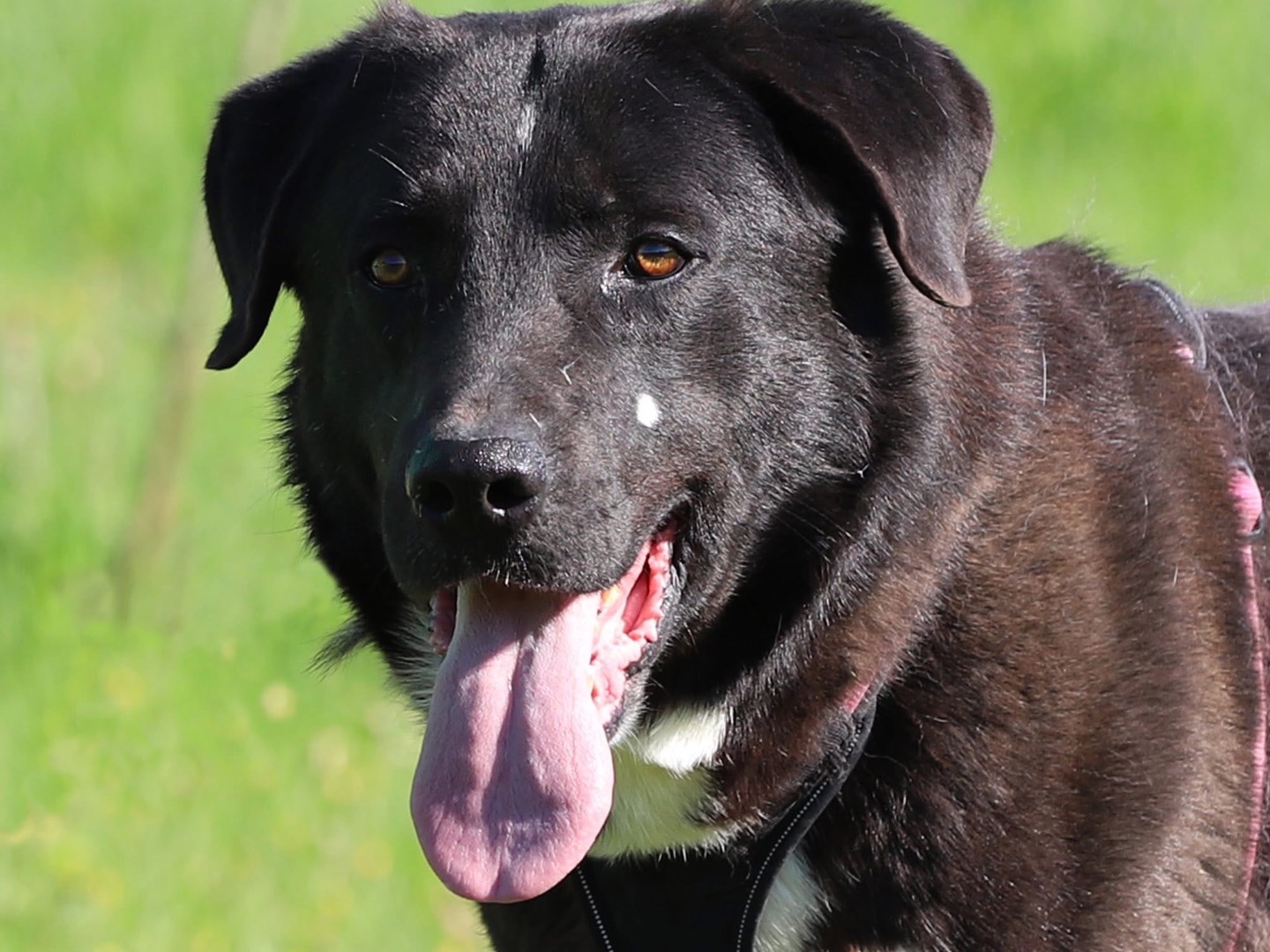 Vuoi adottare un cane a Bari?