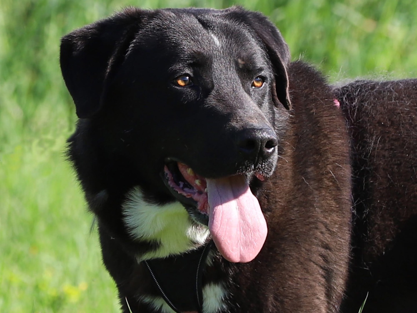 Adotta il cane THEO a Bari