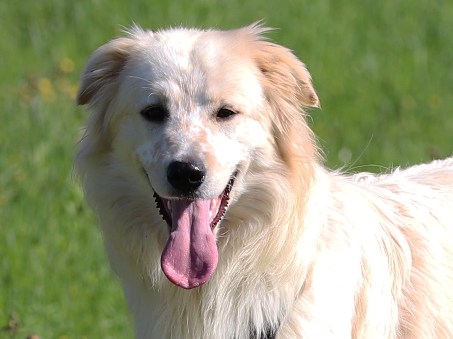 Adozione cane, maschio, Razza sconosciuta Razza sconosciuta, 1 anno e 1 mese, taglia media, Bari