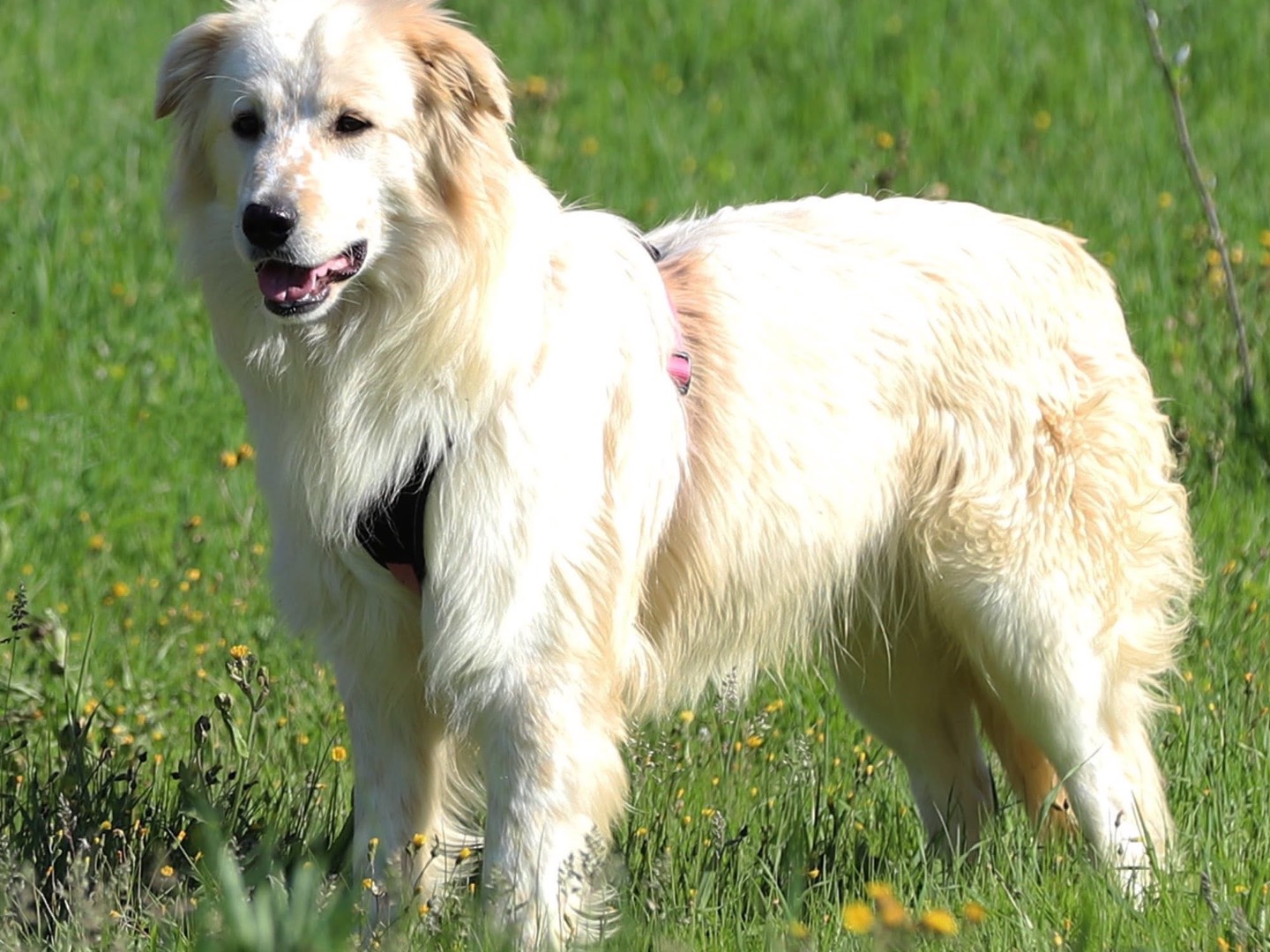 Adotta un cane, maschio, 1 anno e 1 mese, Bari