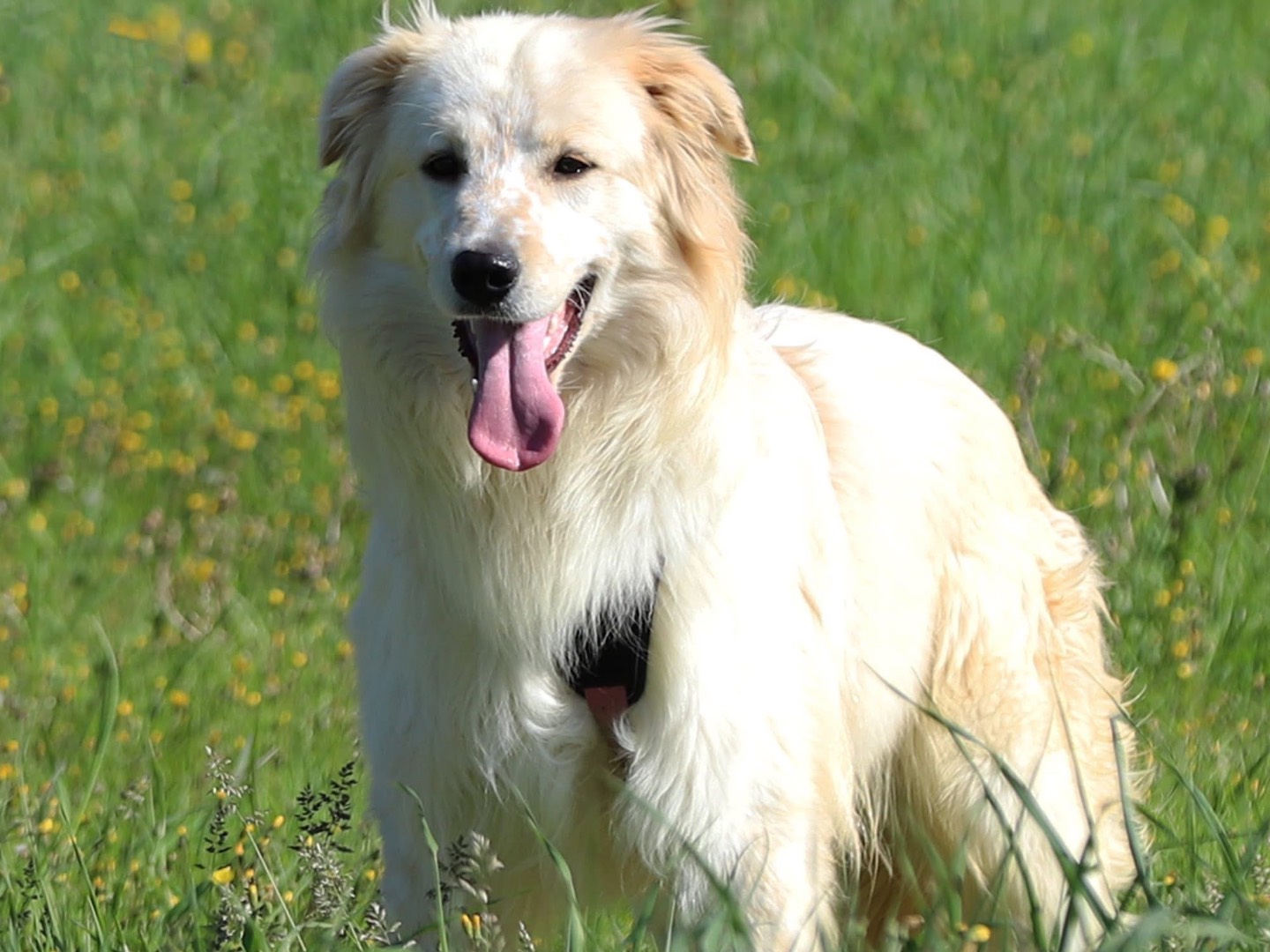 Adotta il cane MILO a Bari