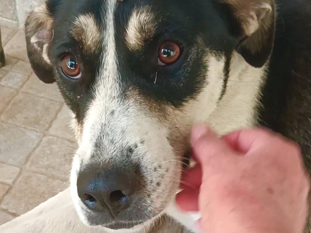 Adozione cane, femmina, Razza sconosciuta Razza sconosciuta, 2 anni, taglia media, Pavia