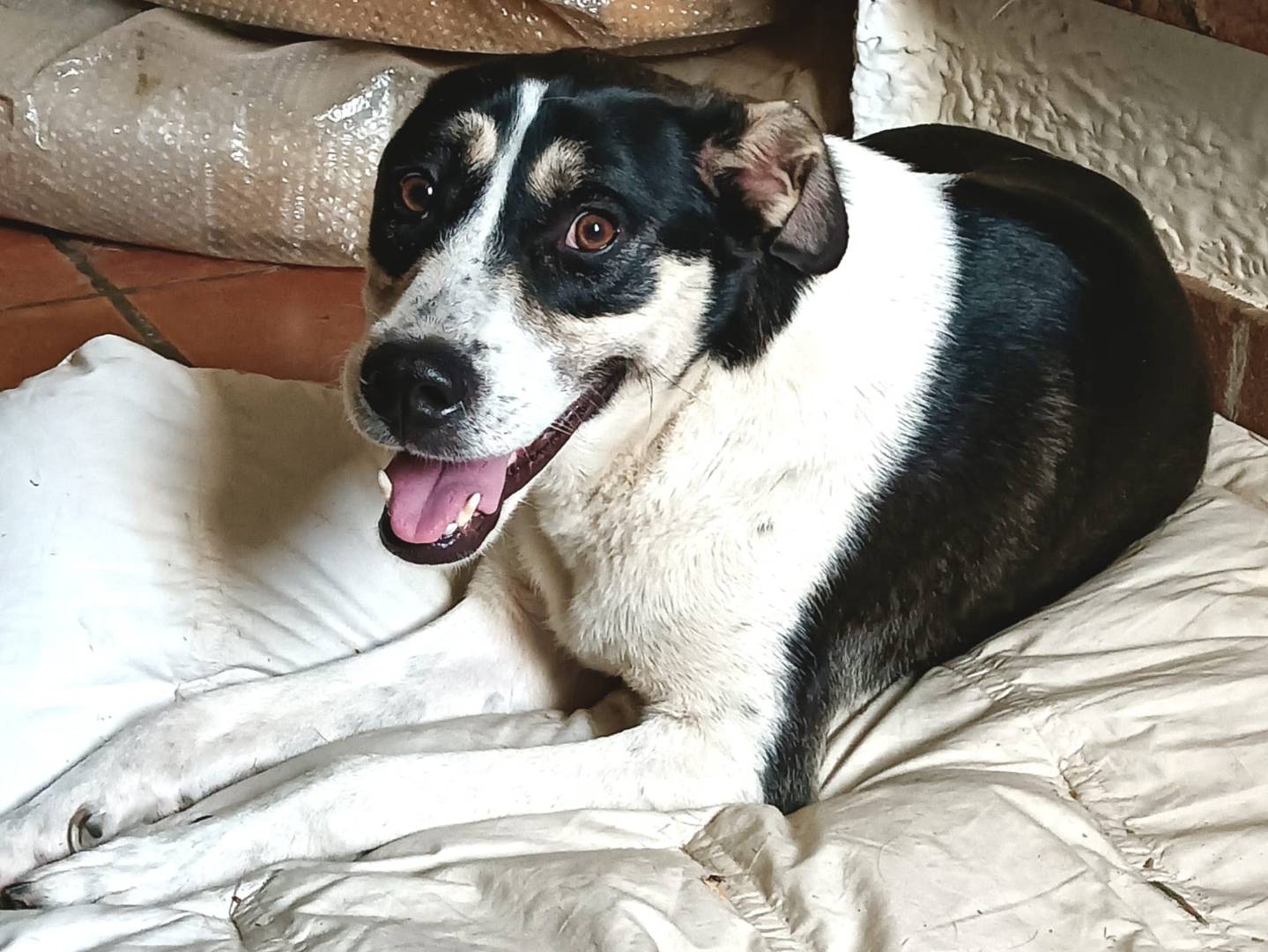Adotta un cane, taglia media, femmina, Pavia