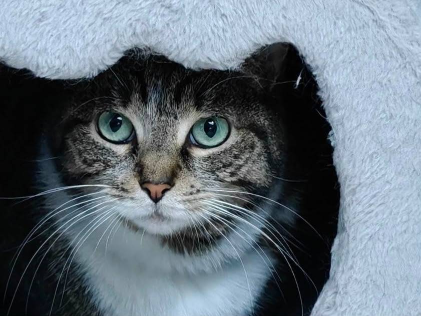 Adotta un gatto, maschio, 4 anni e 2 mesi, Torino