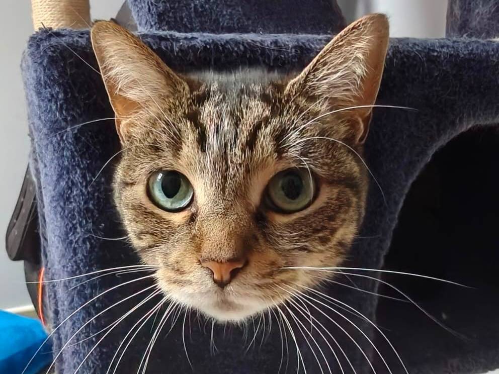 Adotta un gatto, taglia non valida, maschio, Torino