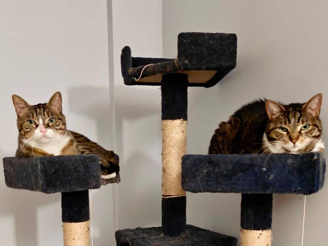 Adozione gatto, maschio, Razza sconosciuta Razza sconosciuta, 4 anni e 2 mesi, taglia non valida, Torino