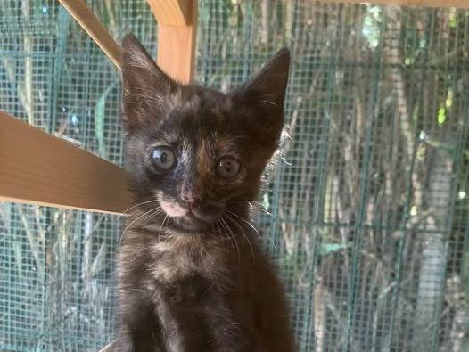 Adozione gatto, femmina, Razza sconosciuta Razza sconosciuta, 2 mesi, taglia non valida, Catanzaro