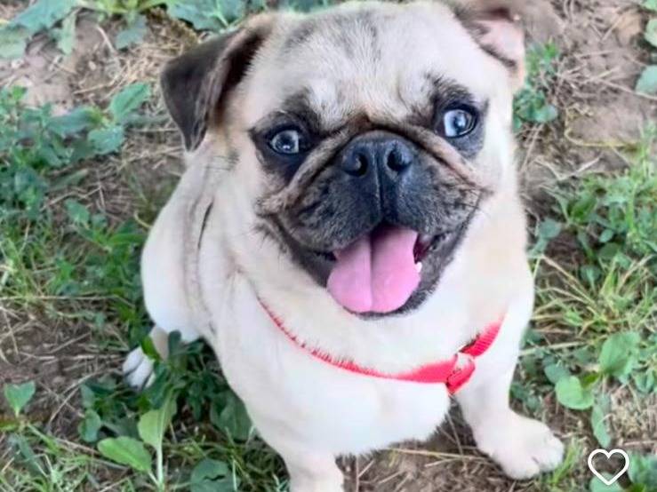 Adozione cane, femmina, Carlino Razza sconosciuta, 9 mesi, taglia piccola, Milano