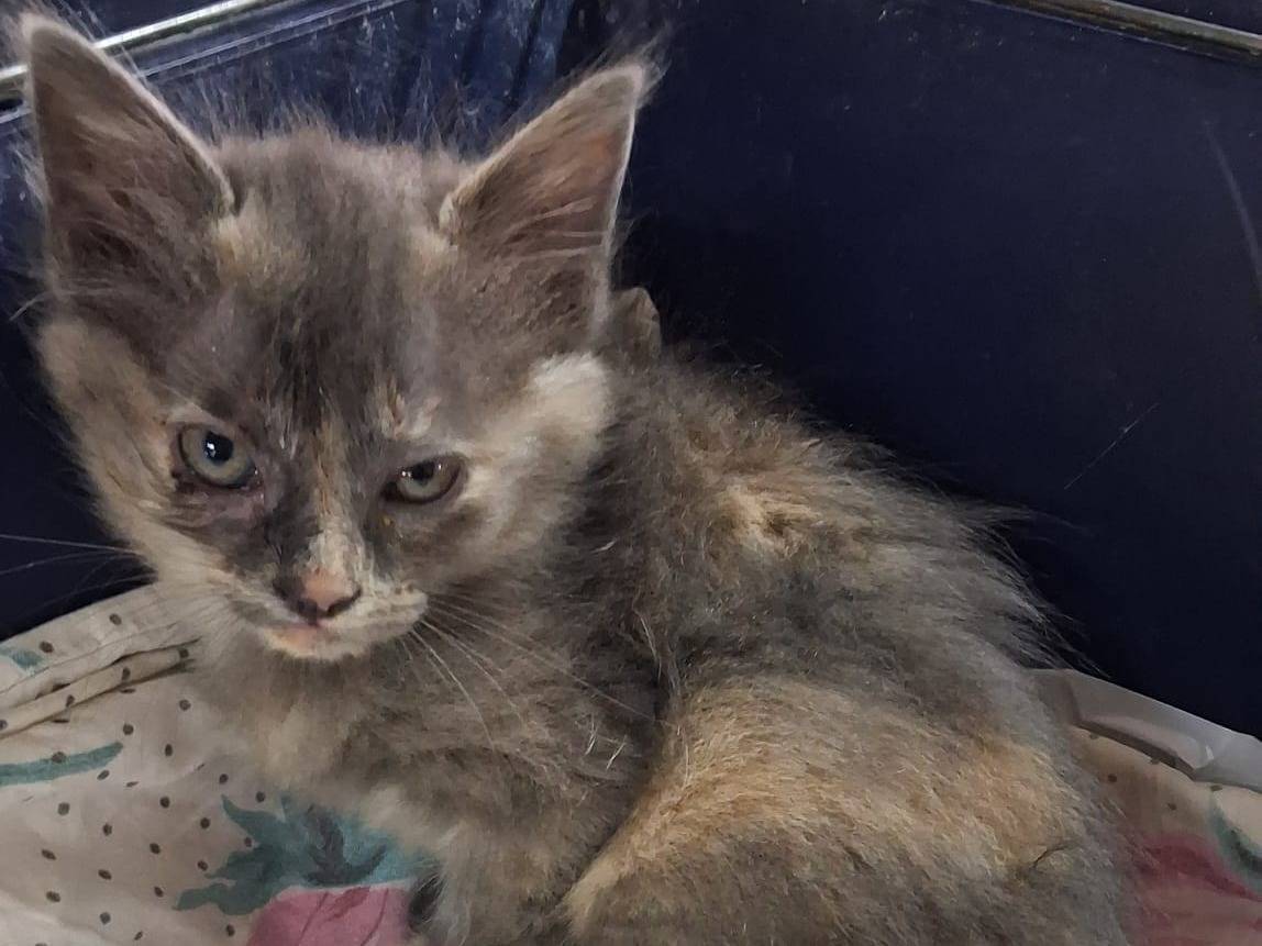 Adozione gatto, femmina, Razza sconosciuta Razza sconosciuta, 3 mesi, taglia non valida, Catanzaro