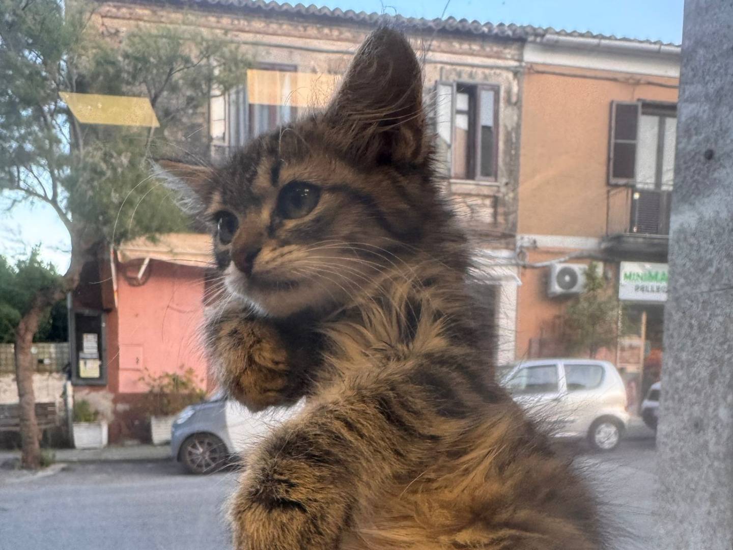 Adotta un gatto, femmina, 2 mesi, Catanzaro