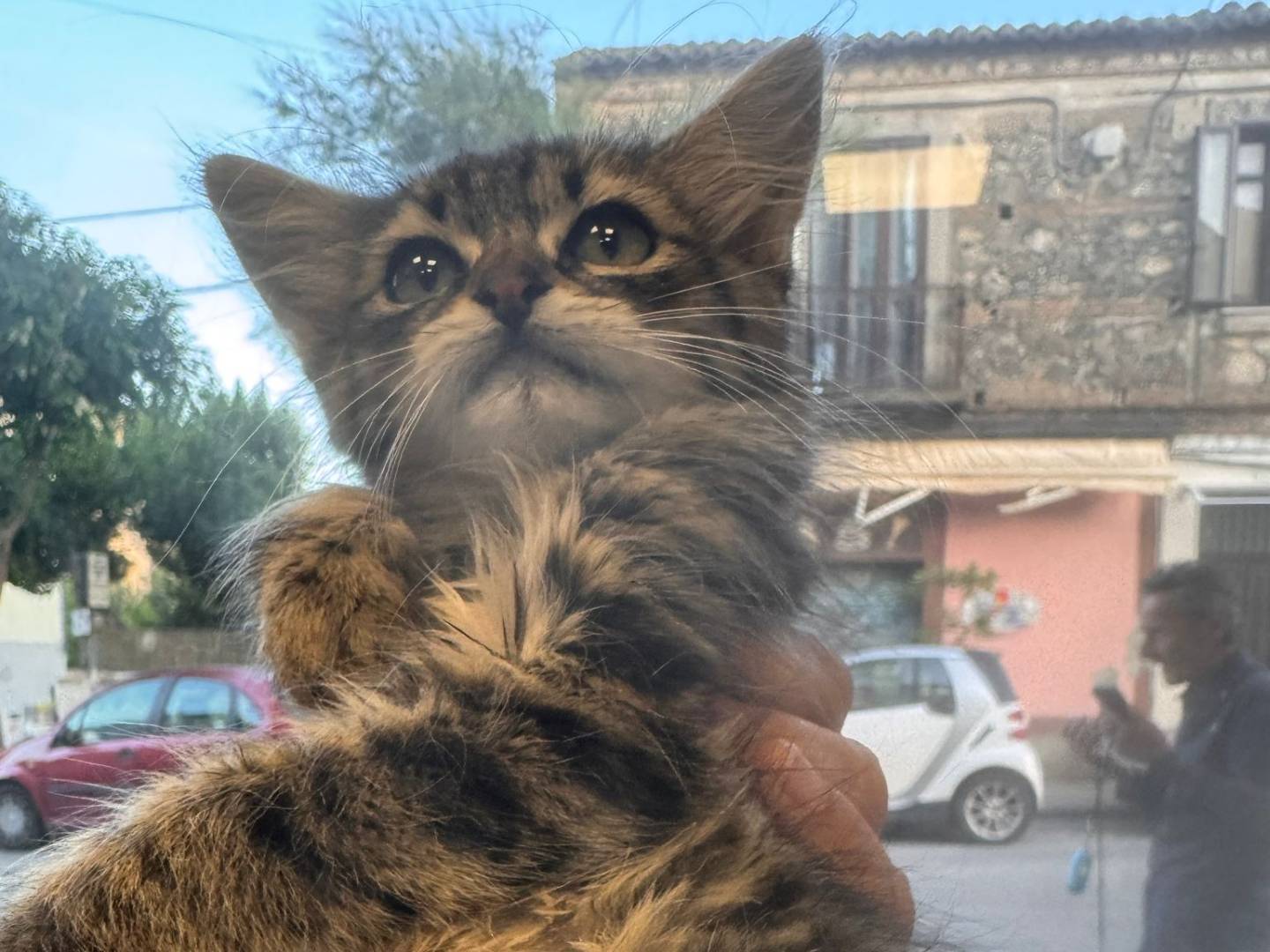 Adotta un gatto, taglia non valida, femmina, Catanzaro