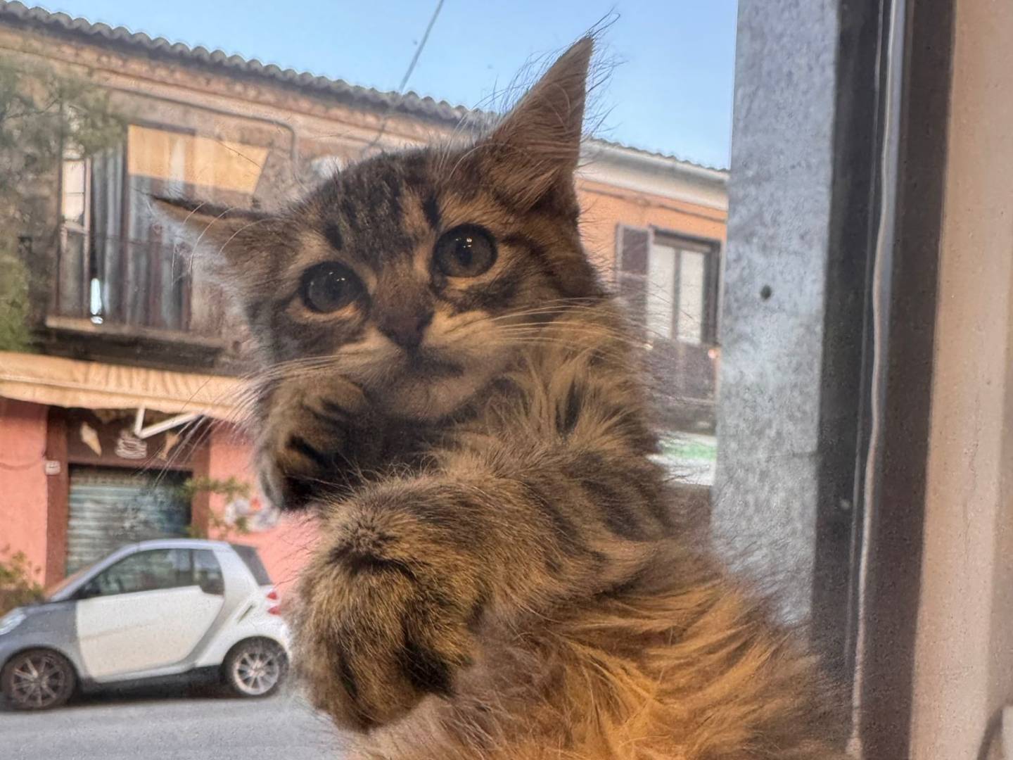 Adozione gatto, femmina, Razza sconosciuta Razza sconosciuta, 2 mesi, taglia non valida, Catanzaro