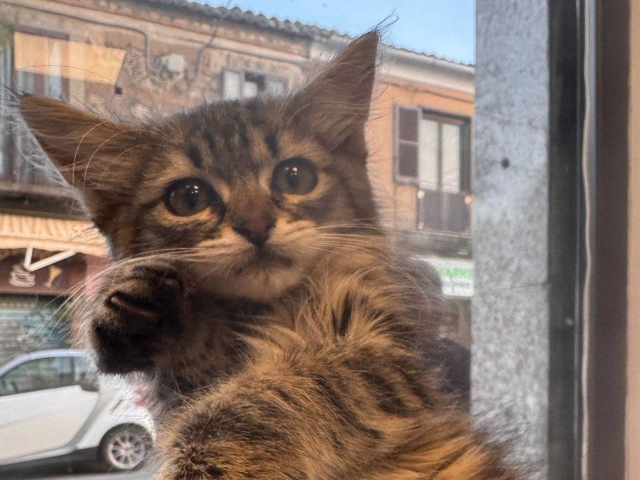 Vuoi adottare un gatto a Catanzaro?