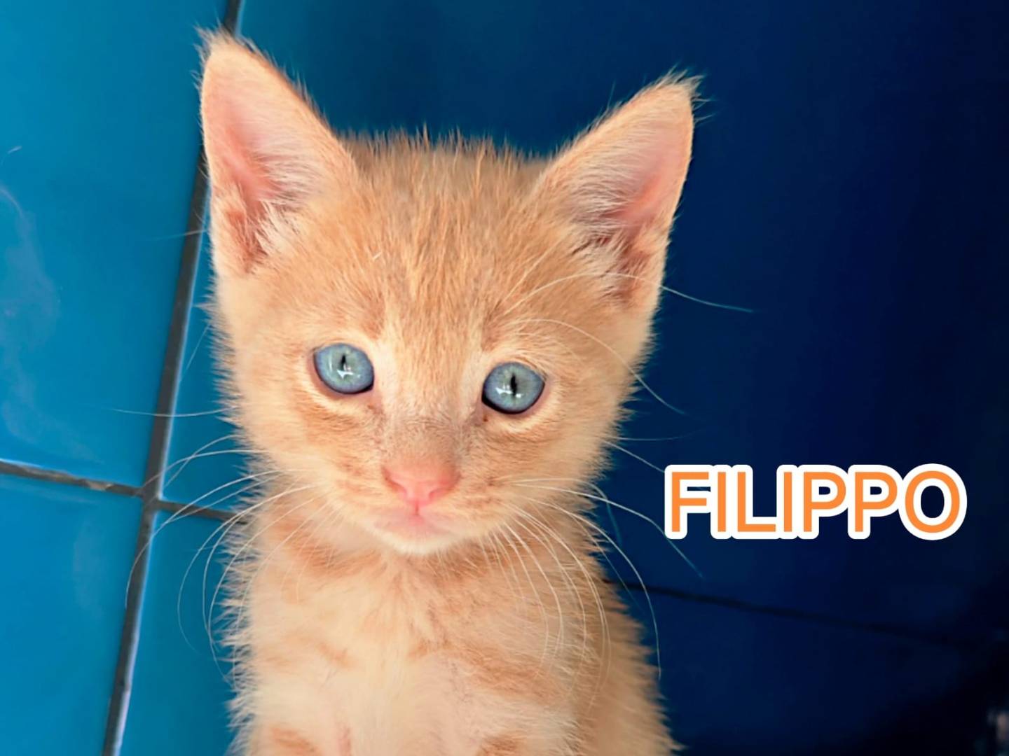 Adozione gatto, maschio, Razza sconosciuta Razza sconosciuta, 2 mesi, taglia non valida, Catanzaro