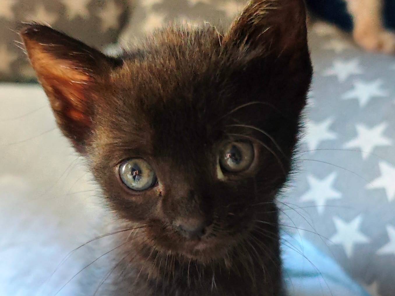 Adozione gatto, femmina, Razza sconosciuta Razza sconosciuta, 2 mesi, taglia non valida, Catanzaro
