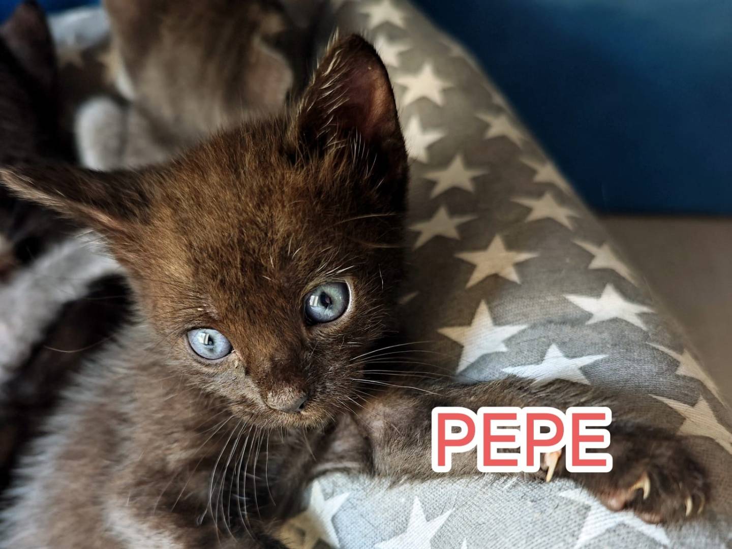Adozione gatto, maschio, Razza sconosciuta Razza sconosciuta, 2 mesi, taglia non valida, Catanzaro