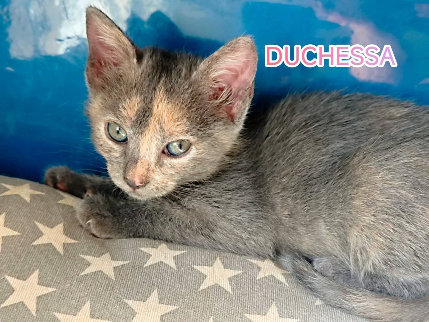 Adozione gatto, femmina, Razza sconosciuta Razza sconosciuta, 2 mesi, taglia non valida, Catanzaro