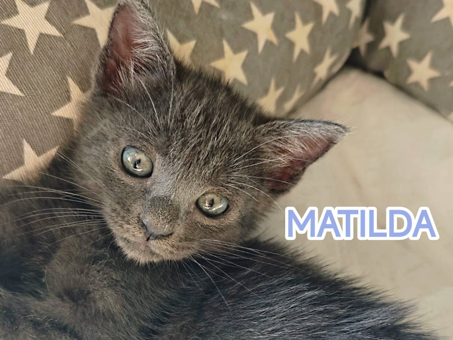 Adozione gatto, femmina, Razza sconosciuta Razza sconosciuta, 2 mesi, taglia non valida, Catanzaro