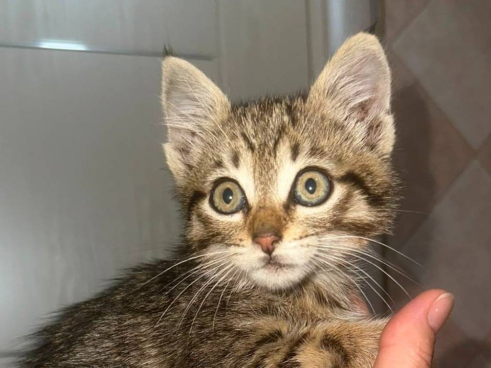 Adozione gatto, maschio, Razza sconosciuta Razza sconosciuta, 2 mesi, taglia non valida, Catanzaro