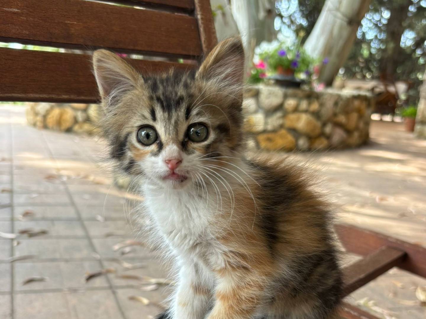 Adozione gatto, femmina, Razza sconosciuta Razza sconosciuta, 2 mesi, taglia non valida, Catanzaro