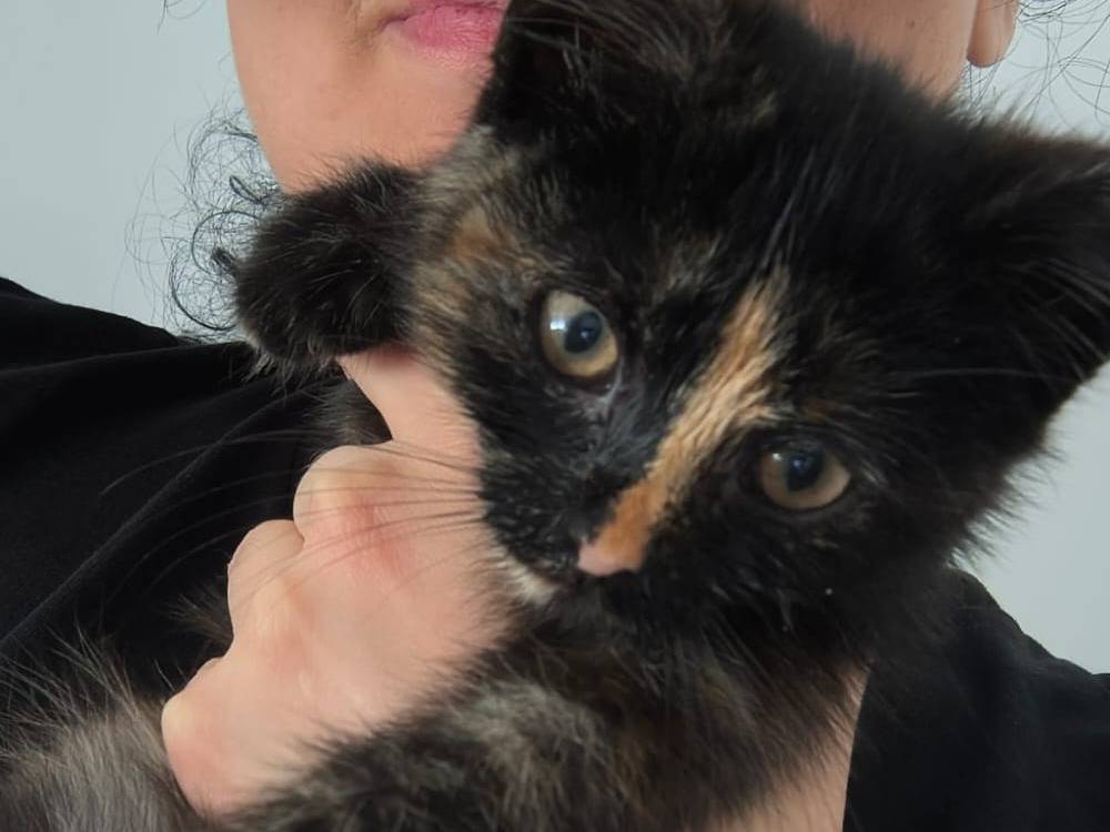 Adozione gatto, femmina, Razza sconosciuta Razza sconosciuta, 2 mesi, taglia non valida, Catanzaro