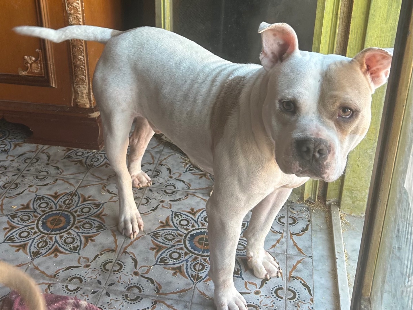 Adozione cane, maschio, Pitbull Amstaff, 1 anno e 6 mesi, taglia media, Siracusa