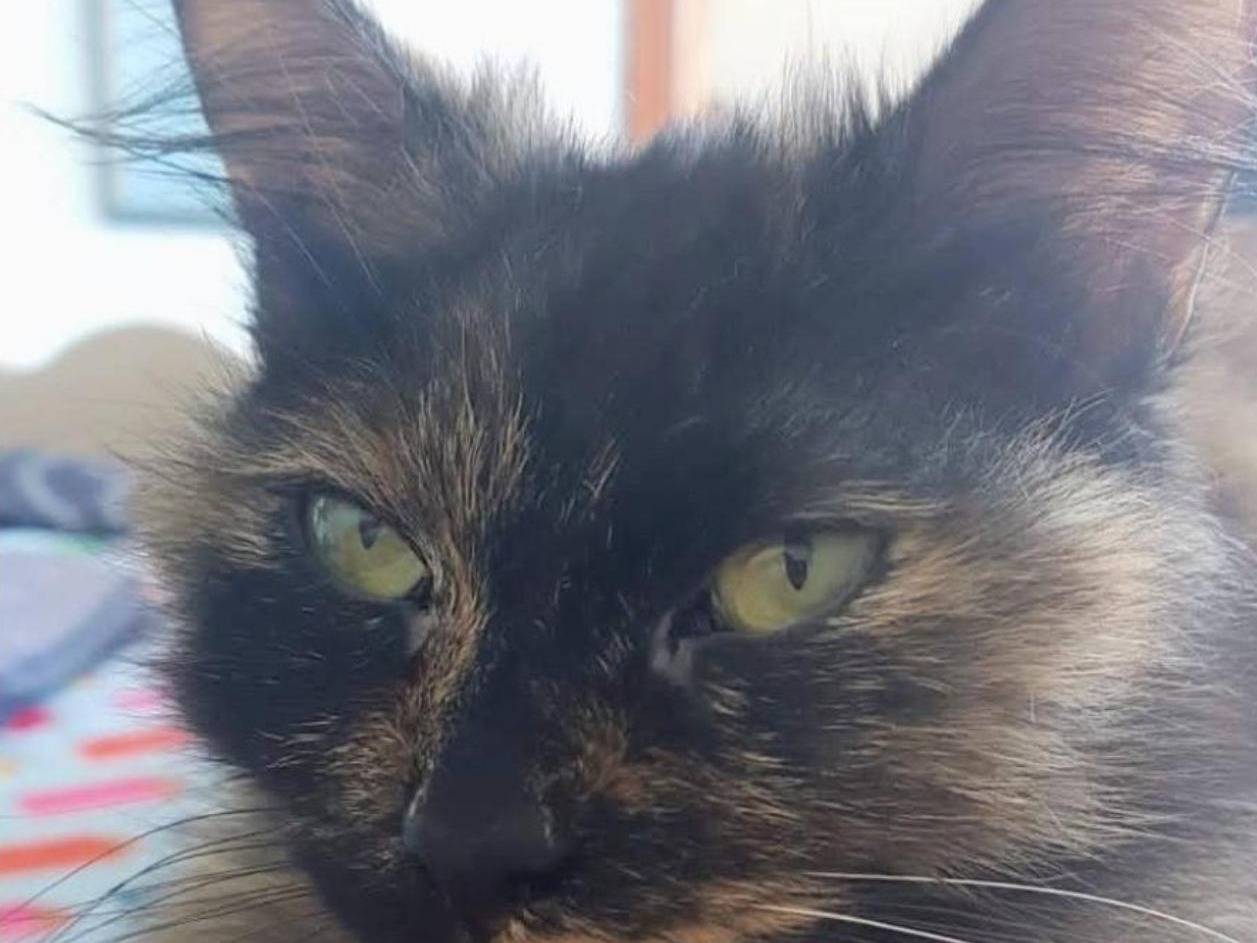 Adozione gatto, femmina, Razza sconosciuta Razza sconosciuta, 5 anni e 1 mese, taglia non valida, Salerno