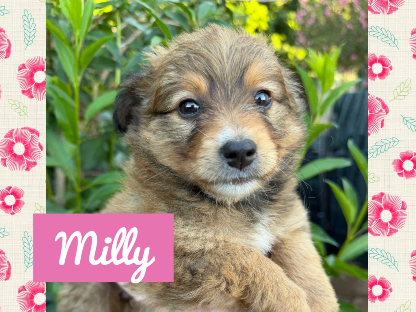 Adozione cane, femmina, Razza sconosciuta Razza sconosciuta, 3 mesi, taglia piccola, Catanzaro