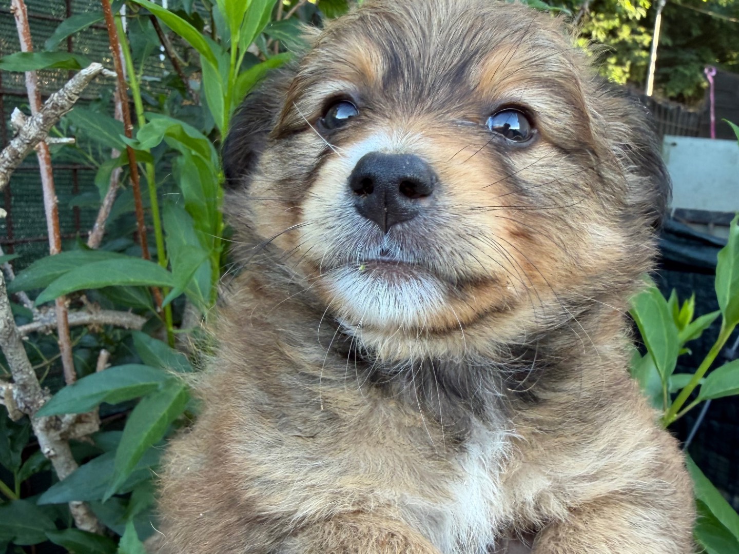 Adotta un cane, femmina, 3 mesi, Catanzaro