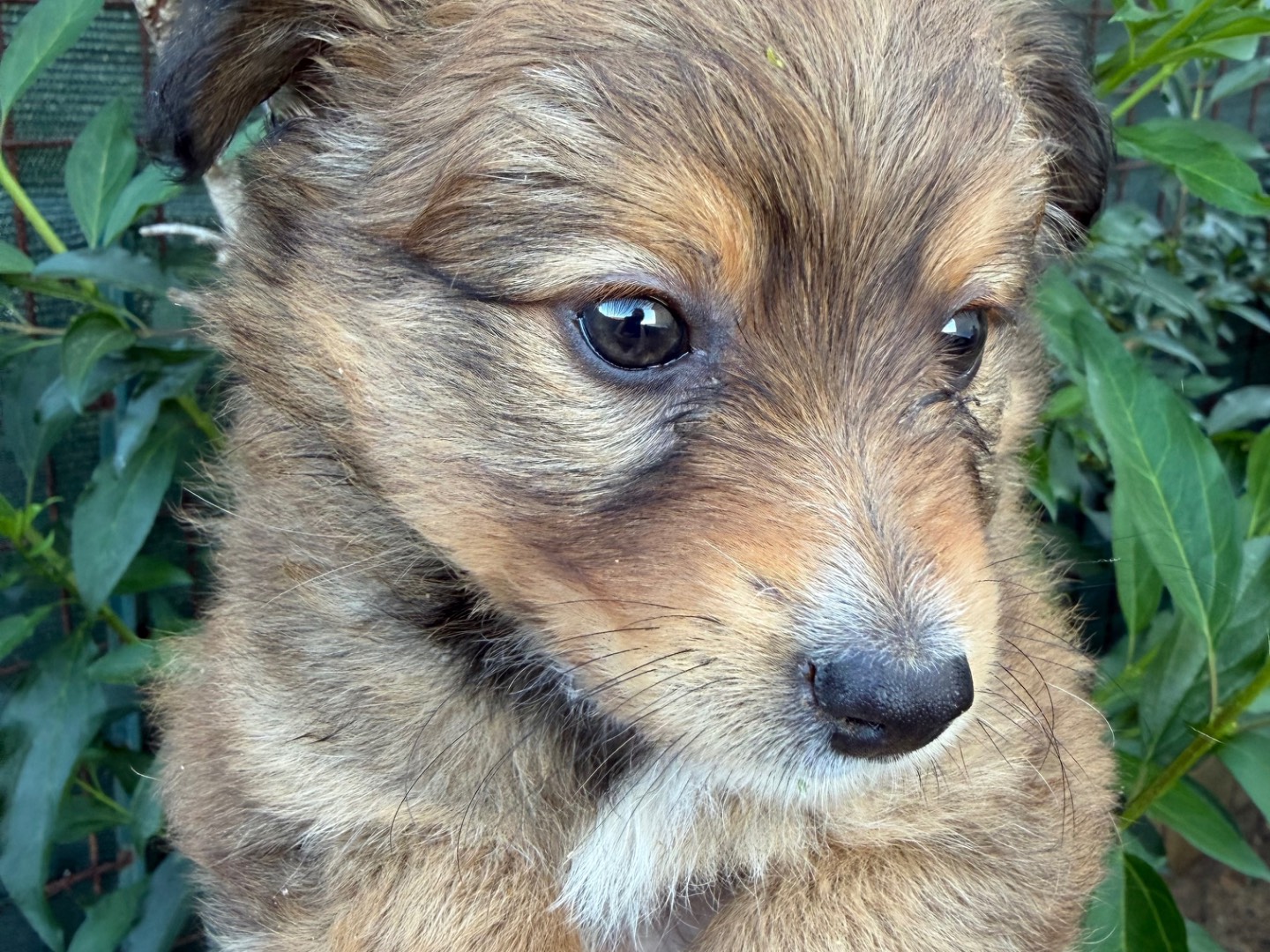 Adotta un cane, taglia piccola, femmina, Catanzaro