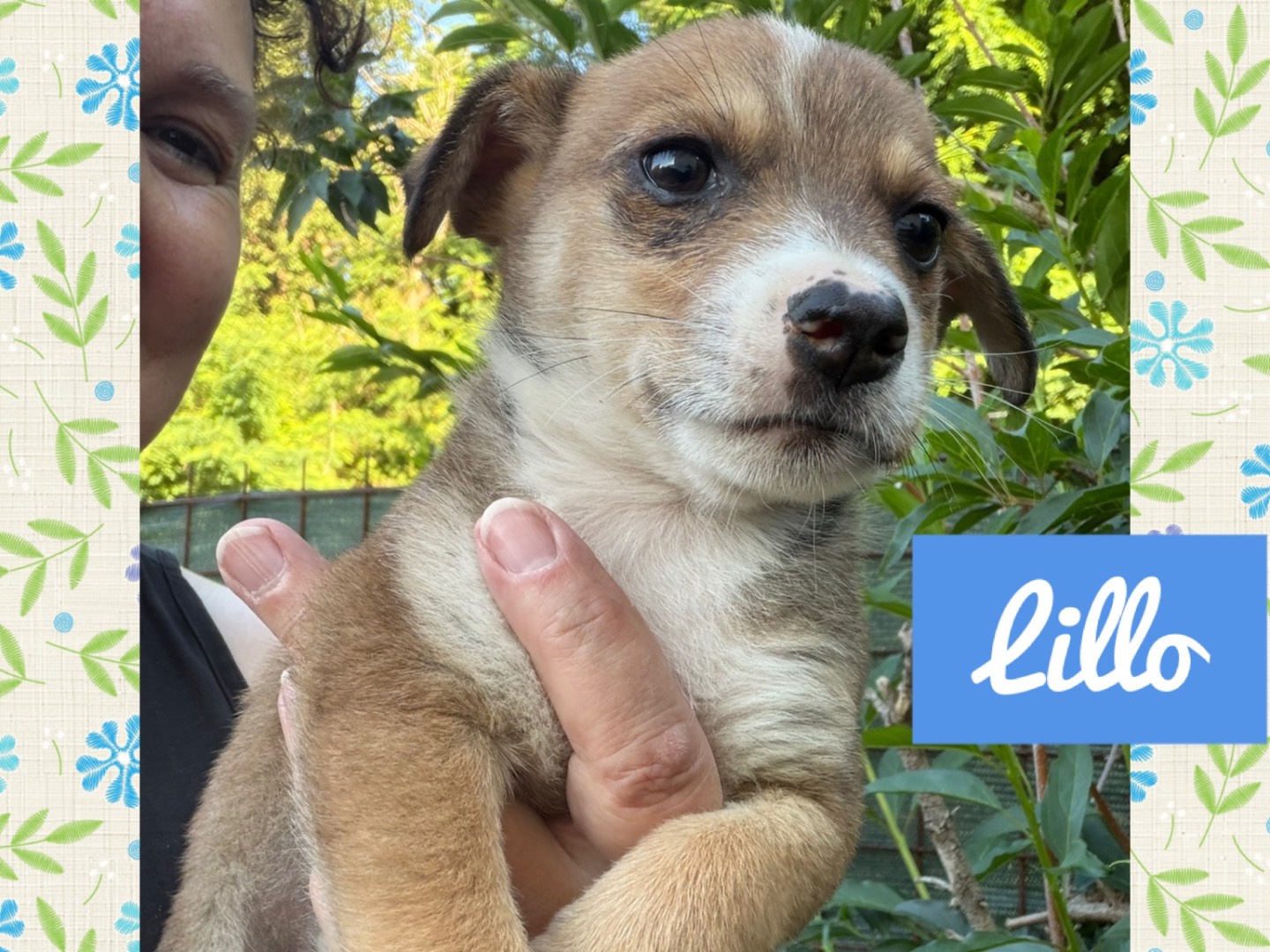Adozione cane, maschio, Razza sconosciuta Razza sconosciuta, 3 mesi, taglia piccola, Catanzaro