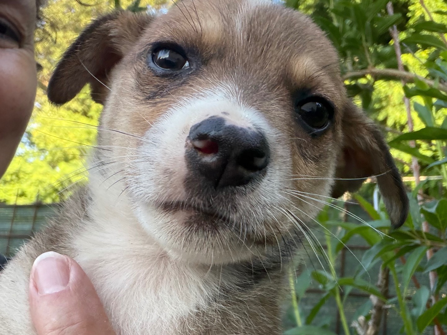 Adotta un cane, maschio, 3 mesi, Catanzaro