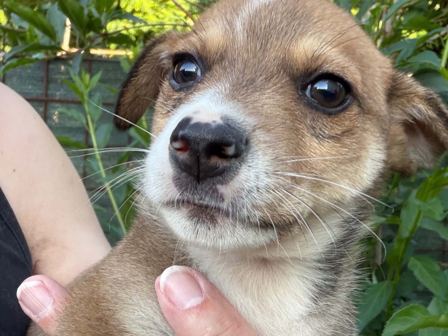 Adotta un cane, taglia piccola, maschio, Catanzaro
