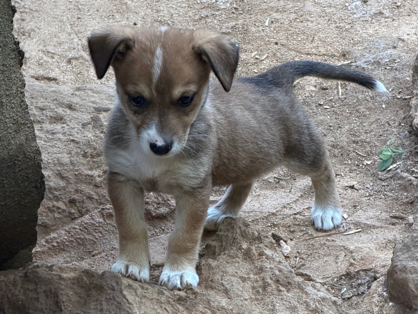 Vuoi adottare un cane a Catanzaro?