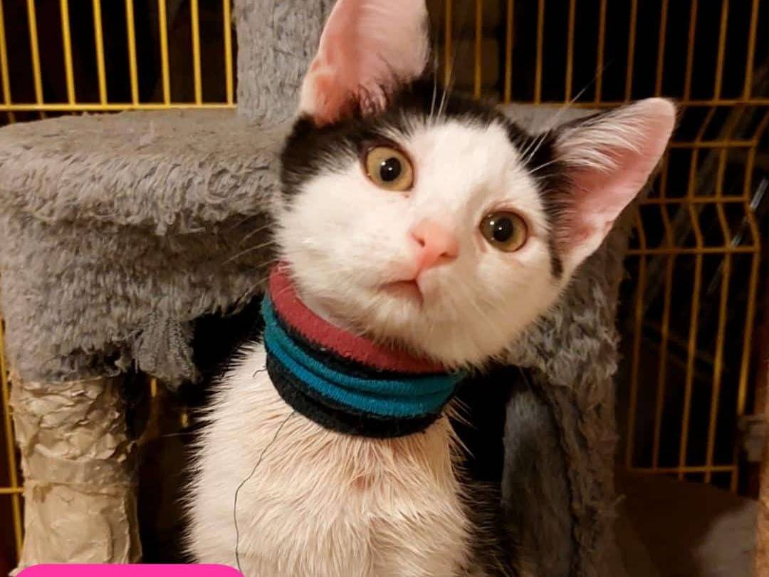 Adozione gatto, femmina, Razza sconosciuta Razza sconosciuta, 2 mesi, taglia non valida, Rimini