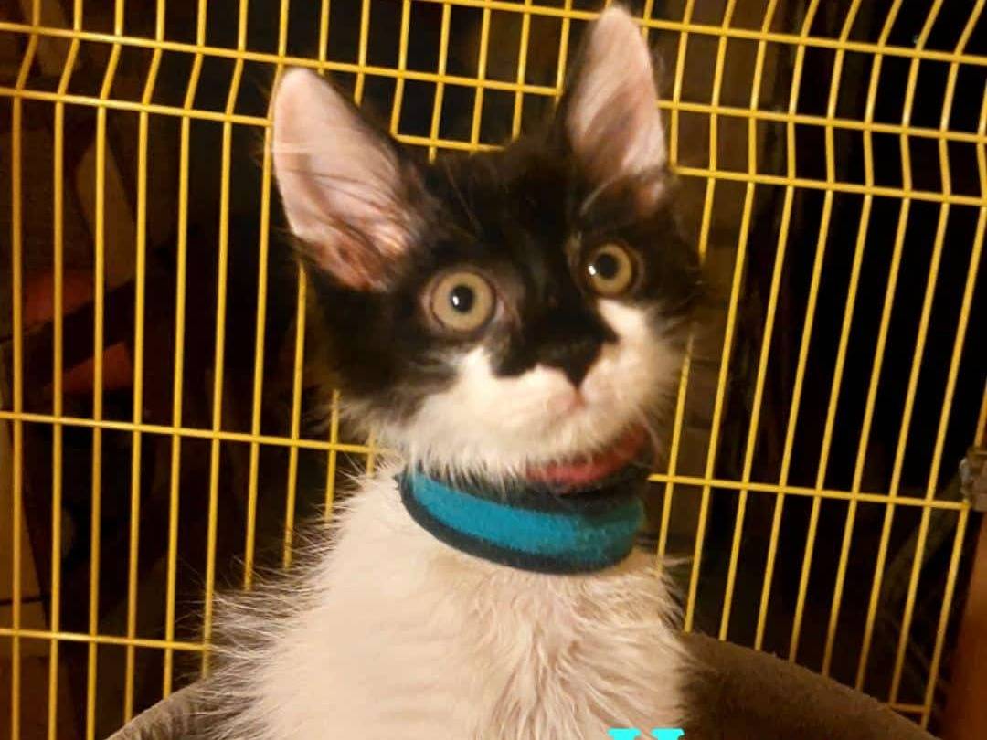 Adotta un gatto, femmina, 2 mesi, Rimini