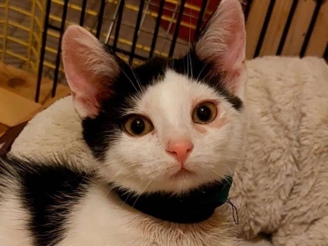 Adotta un gatto, taglia non valida, femmina, Rimini