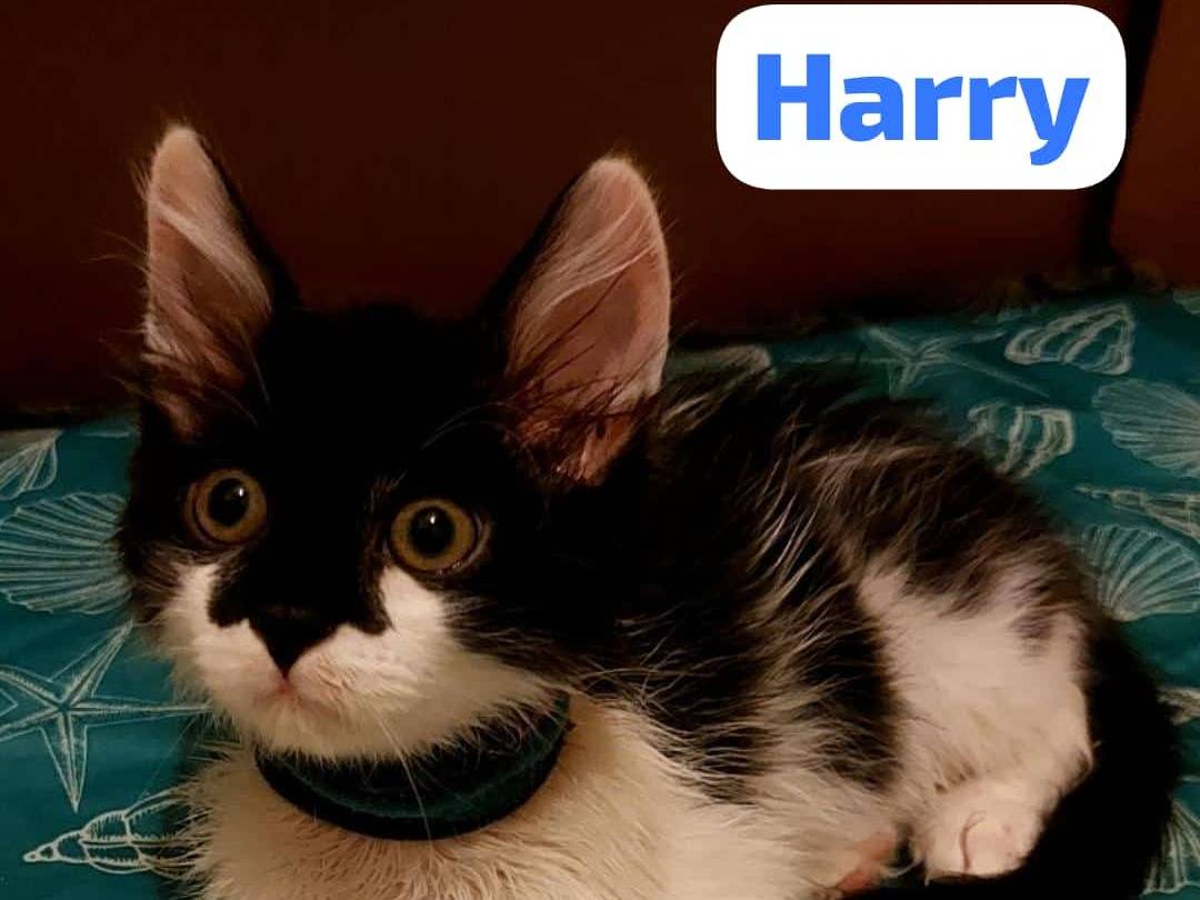 Vuoi adottare un gatto a Rimini?