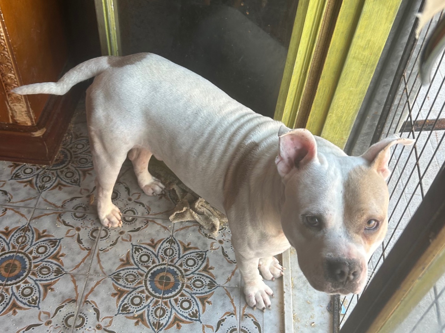 Adotta il cane Lukas a Siracusa