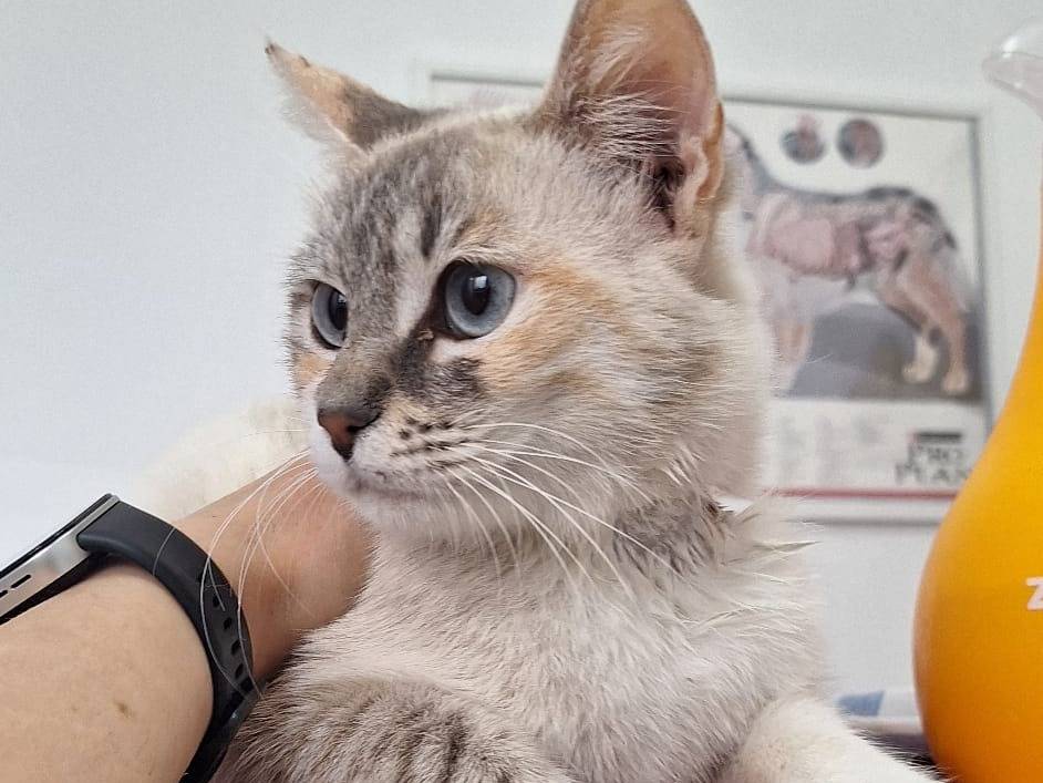 Adozione gatto, femmina, Siamese Razza sconosciuta, 1 anno e 4 mesi, taglia non valida, Genova