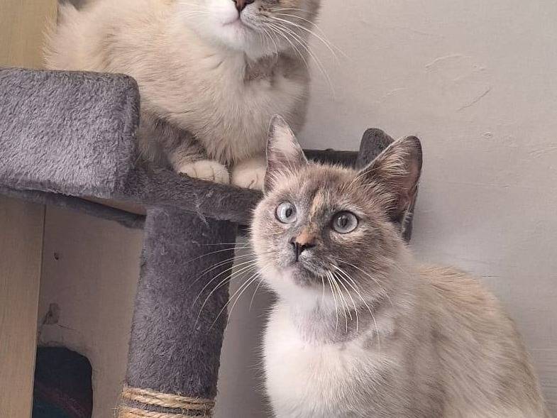 Adotta un gatto, taglia non valida, femmina, Genova