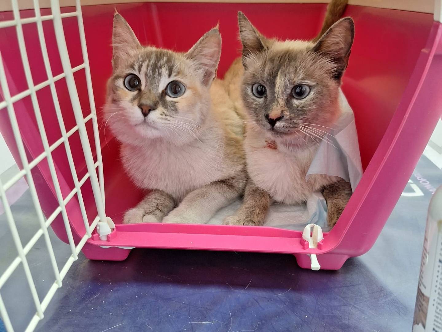 Vuoi adottare un gatto a Genova?