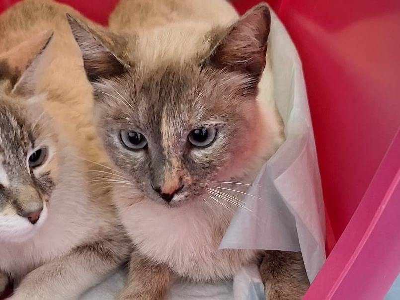 Adotta il gatto CRYSTAL  a Genova